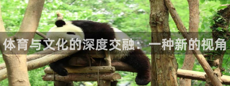 体育与文化的深度交融：一种新的视角